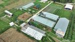 Potret Kebun Melon Petani Milenial di Purbalingga