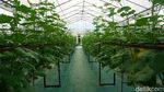 Potret Kebun Melon Petani Milenial di Purbalingga