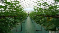 Bowo bercerita butuh modal awal sekitar Rp 130 juta untuk mengembangkan greenhouse hidroponik miliknya.    