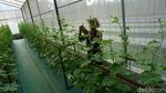 Potret Kebun Melon Petani Milenial di Purbalingga