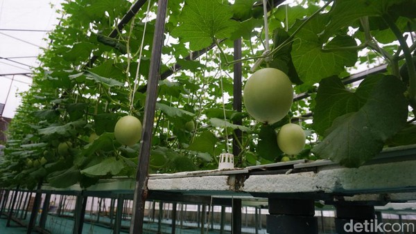 Potret Kebun Melon Petani Milenial di Purbalingga