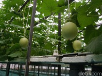 Potret Kebun Melon Petani Milenial di Purbalingga