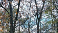 Luas hutan Kota Kozakkenput sekitar 91 hektare.