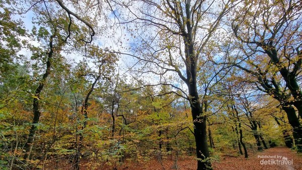 Menikmati Suasana Hutan Kozakkenput Saat Musim Gugur