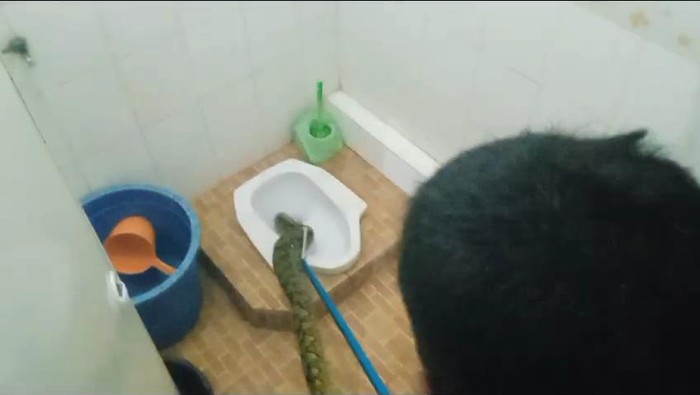 Ular masuk kloset rumah warga di Bogor
