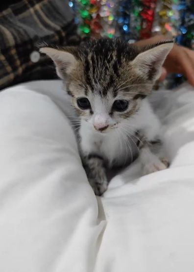 Viral! Acara Syukuran Penuh Makanan dan Kue Enak Ini Ternyata Buat Kucing