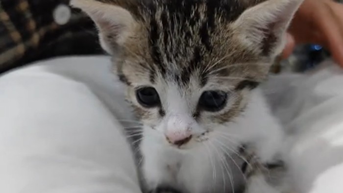 Viral! Acara Syukuran Penuh Makanan dan Kue Enak Ini Ternyata Buat Kucing