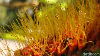 Saat mengunakan kamera Vivo V29 untuk memotret makro. Foto: Adi Fida Rahman/detikINET