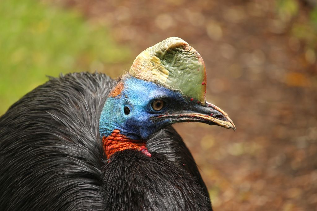 Burung Kasuari. (Dok. Pixabay) Burung Kasuari. (Dok. Pixabay)