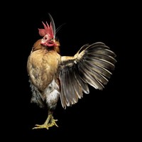 foto ayam berpose bak model