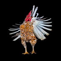 foto ayam berpose bak model
