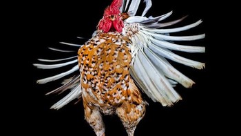 Entah bagaimana cara Goh mengarahkan sang ayam. Foto: sadanduseless