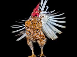 Begini Jika Si Ayam Bergaya Foto Bak Model, Keren Juga