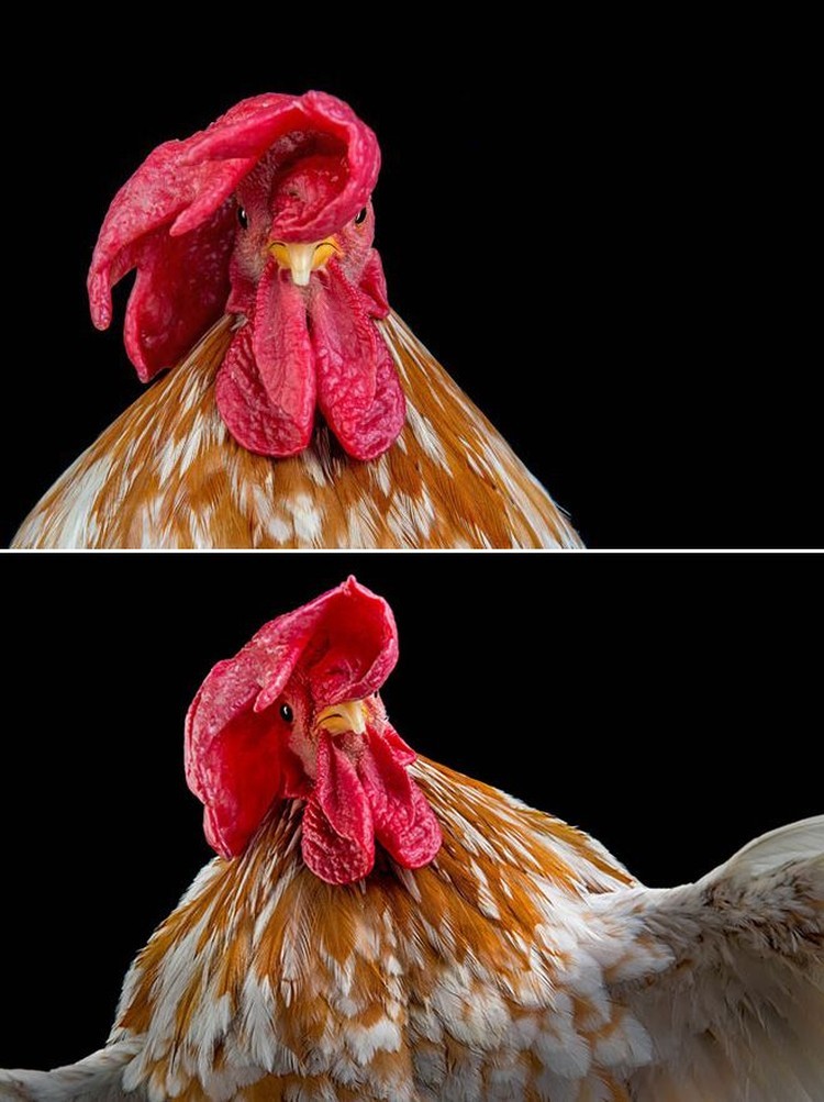 foto ayam berpose bak model