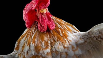 Pastilah sangat sulit mengatur ayam-ayam ini. Foto: sadanduseless