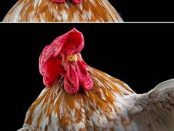 Begini Jika Si Ayam Bergaya Foto Bak Model, Keren Juga