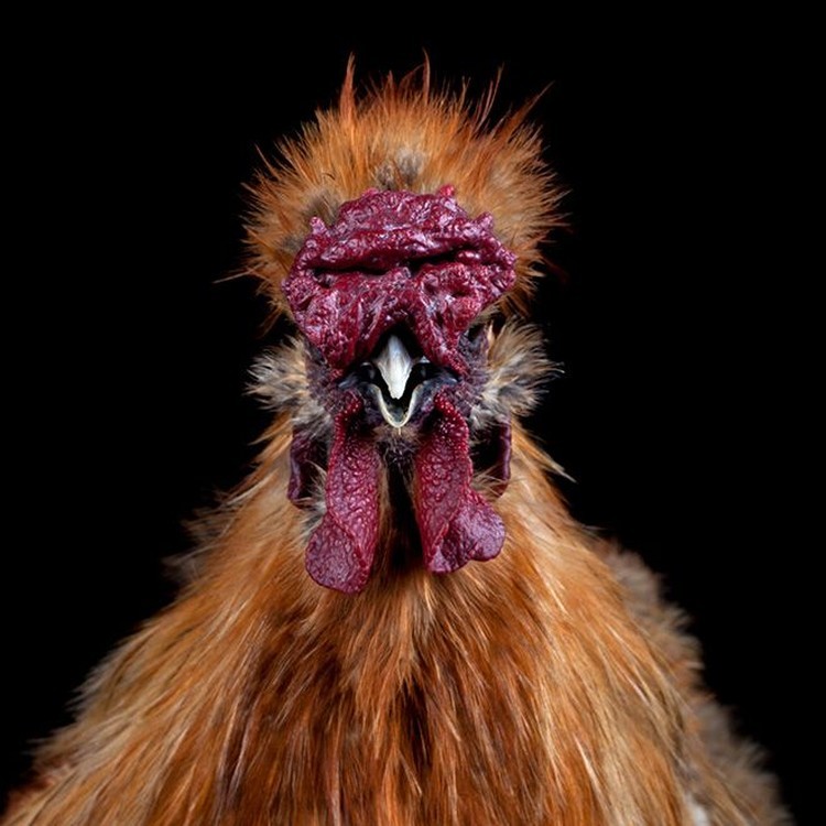 foto ayam berpose bak model