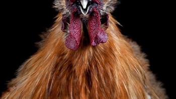 Tapi Goh berhasil mengabadikan ragam ekspresi ayam-ayam sehingga membuat foto lenih menarik. Foto: sadanduseless