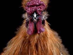 Begini Jika Si Ayam Bergaya Foto Bak Model, Keren Juga