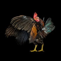 foto ayam berpose bak model