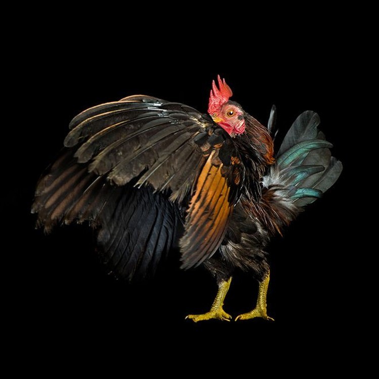 foto ayam berpose bak model