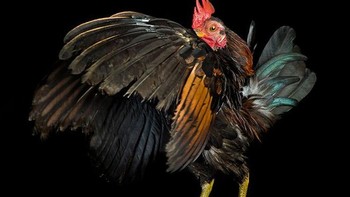 Pose portraitnya tidak kalah dari manusia. Foto: sadanduseless