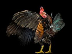 Begini Jika Si Ayam Bergaya Foto Bak Model, Keren Juga