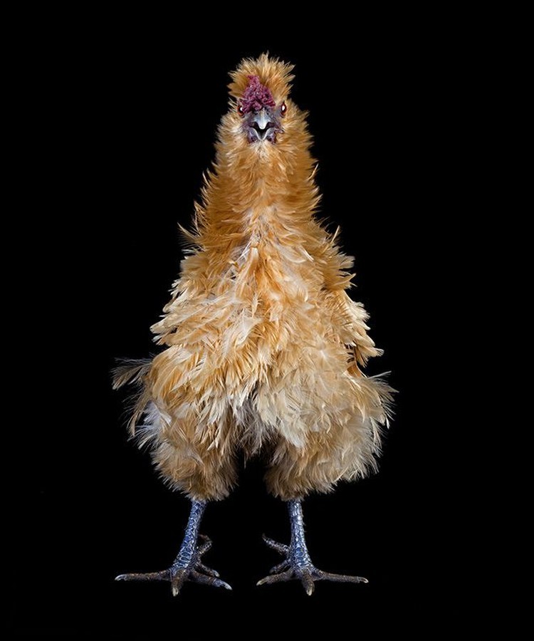 foto ayam berpose bak model
