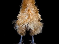 Begini Jika Si Ayam Bergaya Foto Bak Model, Keren Juga