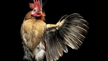 Dia memotret ayam dalam berbagai pose. Foto: sadanduseless