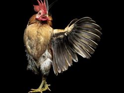 Begini Jika Si Ayam Bergaya Foto Bak Model, Keren Juga