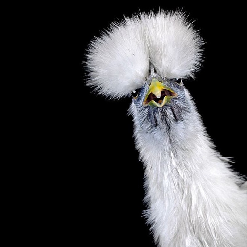 foto ayam berpose bak model