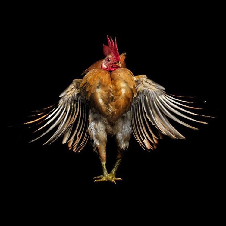 foto ayam berpose bak model