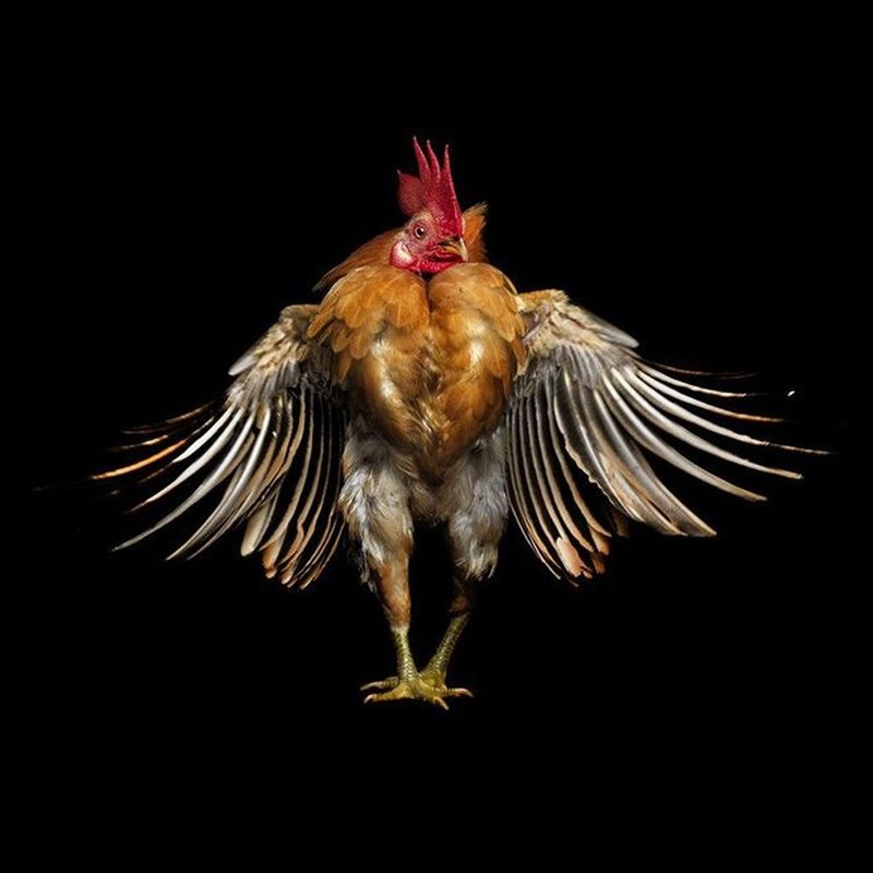 foto ayam berpose bak model