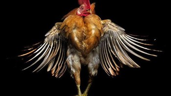 Gerak-geriknya cukup menarik. Foto: sadanduseless