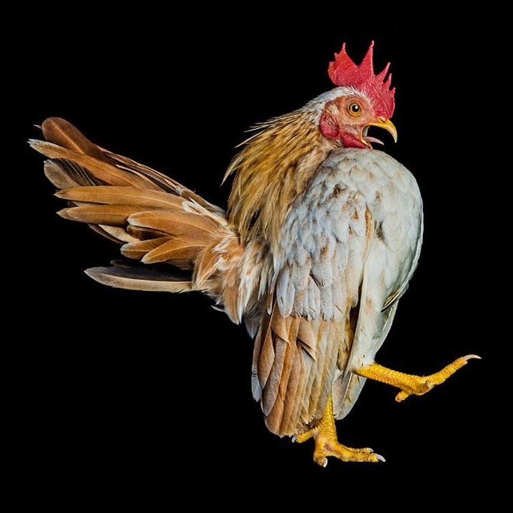 foto ayam berpose bak model