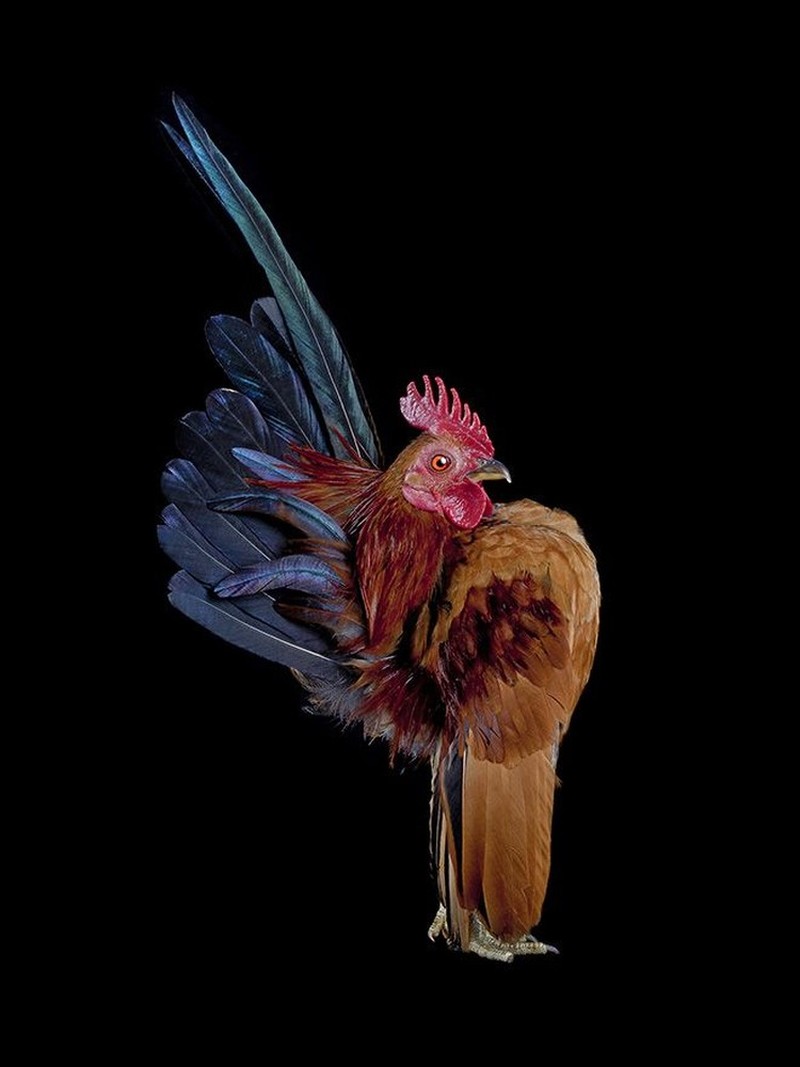 foto ayam berpose bak model