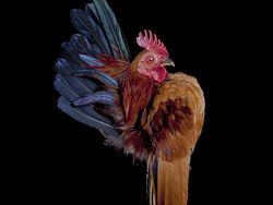 Begini Jika Si Ayam Bergaya Foto Bak Model, Keren Juga