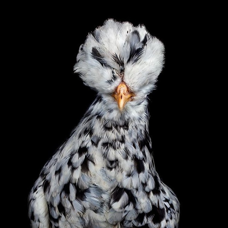 foto ayam berpose bak model