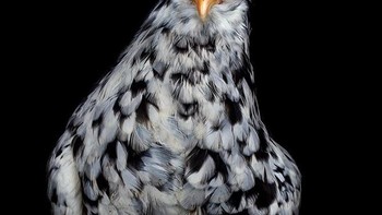 Keduanya lantas menggabungkan foto tersebut dalam sebuah buku. Foto: instagram.com/chicken_ph