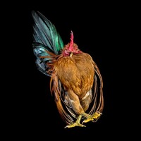 foto ayam berpose bak model