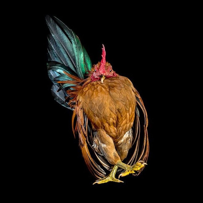 foto ayam berpose bak model