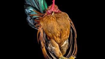 Goh ingin mengabadikan ragam jenis ayam yang ada di muka bumi ini. Foto: sadanduseless