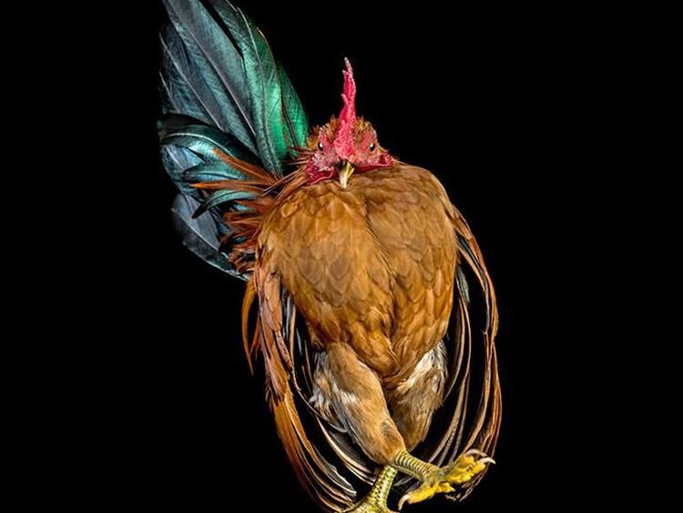 Begini Jika Si Ayam Bergaya Foto Bak Model, Keren Juga