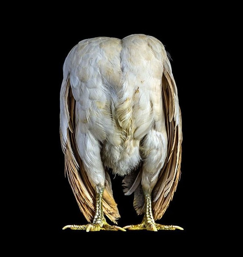 foto ayam berpose bak model