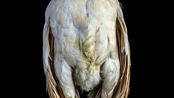 Dapat dilihat di foto-fotonya. Foto: sadanduseless