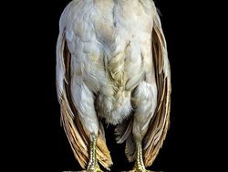 Begini Jika Si Ayam Bergaya Foto Bak Model, Keren Juga