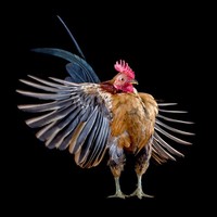 foto ayam berpose bak model