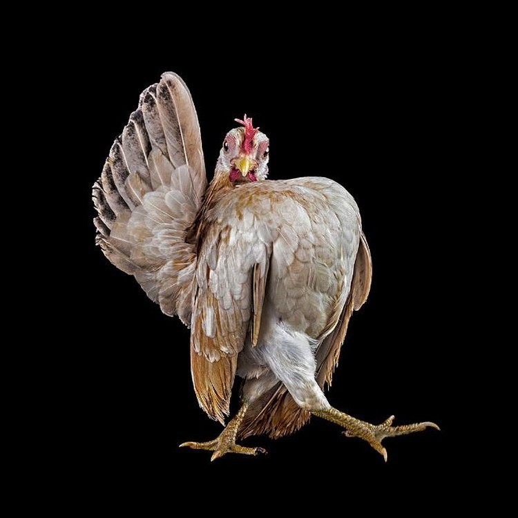 foto ayam berpose bak model