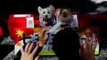 Gemasnya Anjing Berkimono Jalani Pemberkatan di Jepang